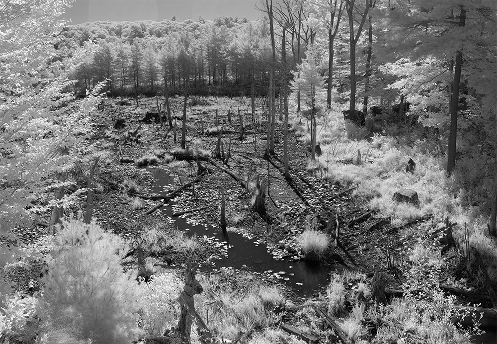 Infrared Photo of New England Wetland.
